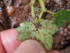 Hydrocotyle laxiflora