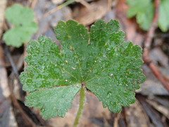 Hydrocotyle laxiflora