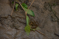 Euphlyctis cyanophlyctis