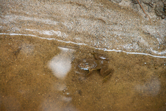 Euphlyctis cyanophlyctis