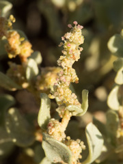 Atriplex obovata