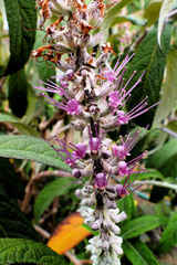 Rostrinucula dependens