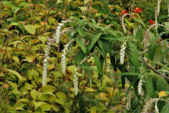 Rostrinucula dependens