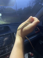 Ophisaurus attenuatus