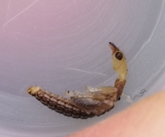 Raphidiidae