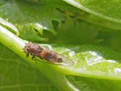 Cacopsylla melanoneura