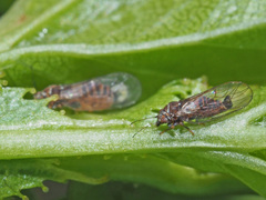 Cacopsylla melanoneura