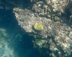 Cladocora caespitosa