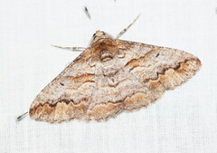 Gastrinodes bitaeniaria