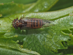Cacopsylla melanoneura
