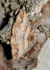 Gastrinodes bitaeniaria