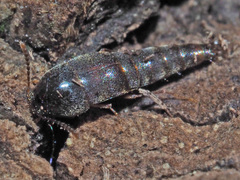Sepedophilus