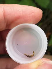 Raphidiidae