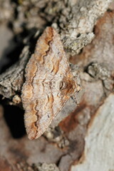 Gastrinodes bitaeniaria