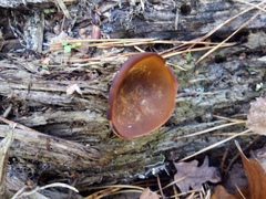 Fungi