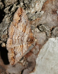 Gastrinodes bitaeniaria