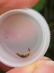 Raphidiidae
