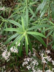 Olearia