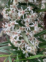 Olearia