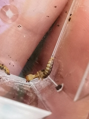 Raphidiidae