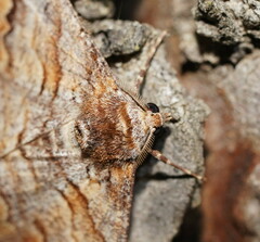 Gastrinodes bitaeniaria