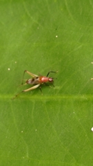 Homoeoxipha lycoides