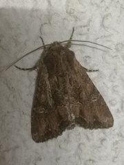 Mniotype occidentalis