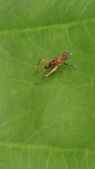 Homoeoxipha lycoides