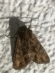 Mniotype occidentalis