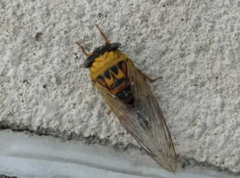 Megatibicen pronotalis