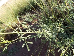 Dalea candida oligophylla