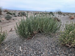 Anabasis brevifolia