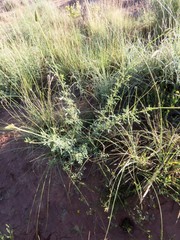 Dalea candida oligophylla