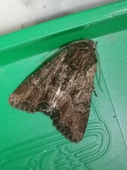 Mniotype occidentalis