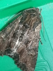 Mniotype occidentalis