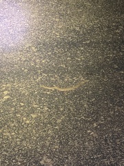 Sistrurus tergeminus