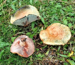 Lactarius sanguifluus