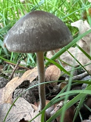 Panaeolus