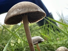 Panaeolus