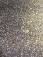 Sistrurus tergeminus