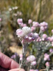 Achyranthemum