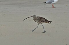 Numenius madagascariensis