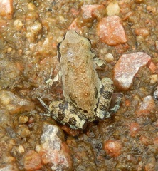 Pseudacris streckeri
