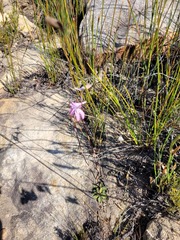 Disa bifida