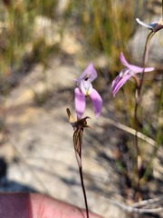 Disa bifida