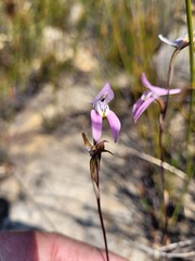 Disa bifida