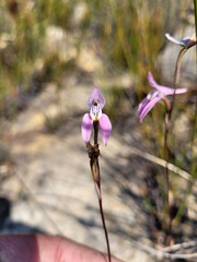 Disa bifida