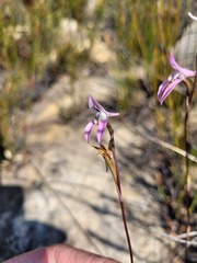 Disa bifida