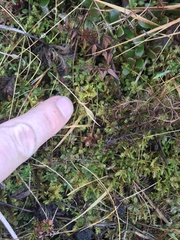 Hylocomium splendens