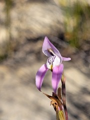 Disa bifida